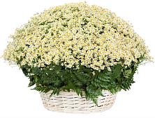 Цветочная композиция из Ромашки в корзине #REPLACE_PRED# Поселке имени Дзержинского